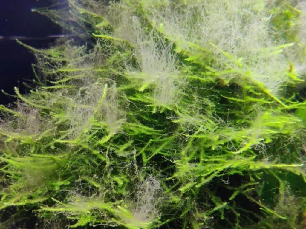 Sustainability in Hair Extensions: What's Changing? 3 Sustainability in Hair Extensions: What's Changing? 3