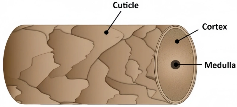 Remy vs Non-Remy Hair Extensions: Choosing the Best for You 3 cuticle alignment science
